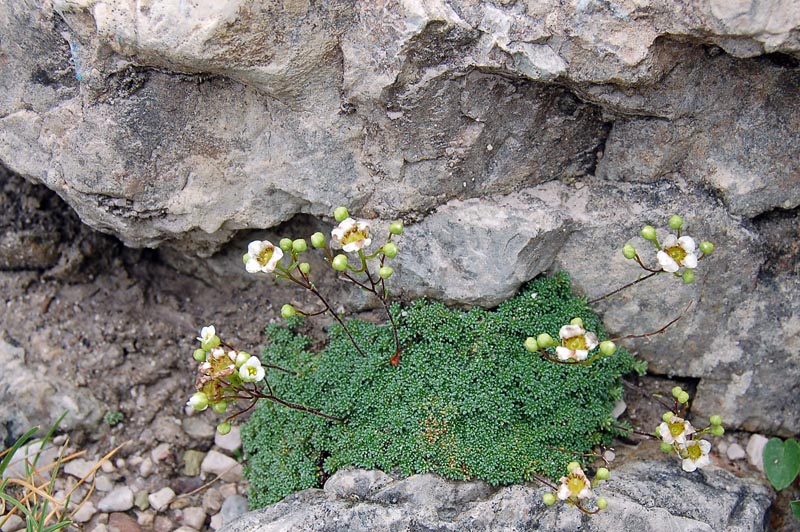 Dolomiti di Sesto - Saxifraga sp.